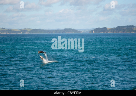 Delphine spielen und springen in den Gewässern rund um die Bay of Islands in Neuseeland Stockfoto