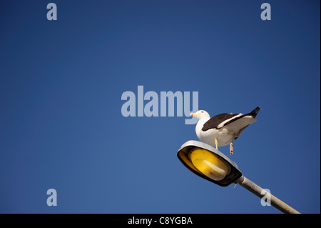 Seagull thront auf einem Laternenpfahl. Stockfoto