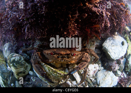 Samt Krabbe im Rockpool schwimmen Stockfoto