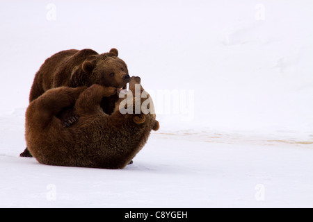 Grizzly-Bären, Ursus Arctos Horribilis spielen, kämpfen Stockfoto