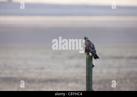 Rough – Dreibein Falke (Buteo Lagopus Sanctijohannis), juvenile sitzt auf einem Zaunpfahl am Carrizo Plain National Monument. Stockfoto