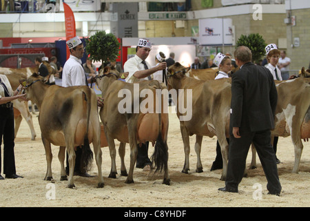 Kuh Stockfoto