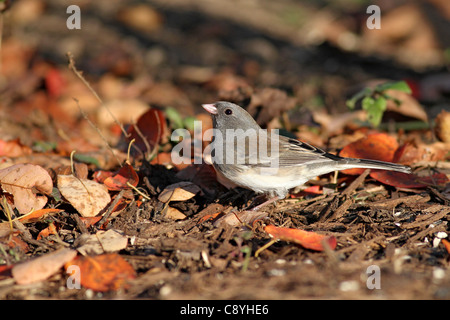 Dunkel-gemustertes Junco im Herbst Stockfoto