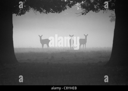 Red Deer Hinds, Nebel Cervus Elaphus stehen in den frühen Morgenstunden Stockfoto