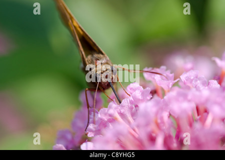 Silber-spotted Skipper (Epargyreus Clarus) Fütterung auf Schmetterlingsstrauch (Sommerflieder Davidii) Stockfoto