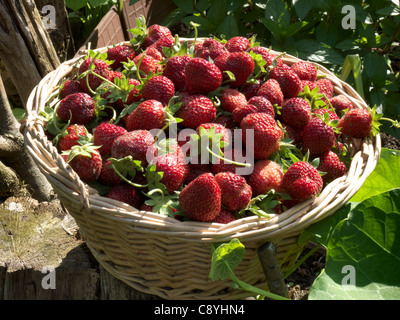Korb mit frisch gepflückten Erdbeeren aus meinem eigenen Garten gefüllt. Stockfoto