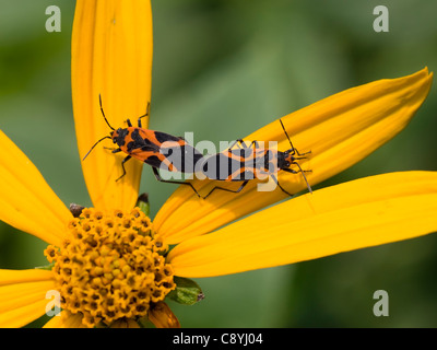 Kleinen östlichen Wolfsmilch Bugs (Lygaeus Turcicus) Paarung auf Topinambur (Helianthus Tuberosus) Stockfoto