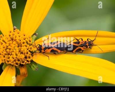 Kleinen östlichen Wolfsmilch Bugs (Lygaeus Turcicus) Paarung auf Topinambur (Helianthus Tuberosus) Stockfoto