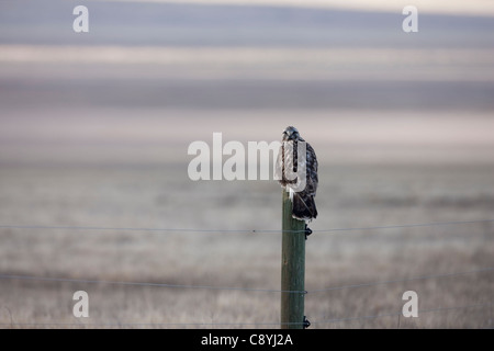 Rough – Dreibein Falke (Buteo Lagopus Sanctijohannis), juvenile sitzt auf einem Zaunpfahl am Carrizo Plain National Monument. Stockfoto