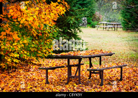 Picknick-Tisch mit bunten Herbstlaub, Algonquin Park, Kanada bedeckt. Stockfoto