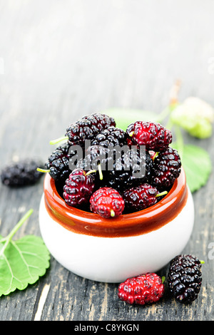 Reife Maulbeere Beeren in eine Schüssel geben, frisch gepflückt Stockfoto