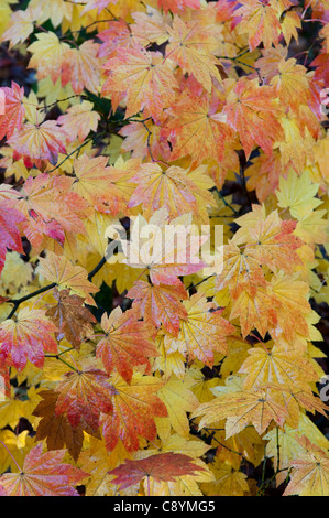 Vollmond-Ahorn: Acer Japonicum 'Vitifolium' Stockfoto