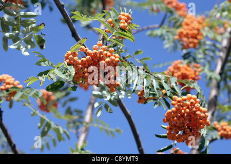 Ebereschenbeere mit Blätter auf Himmelshintergrund, september Stockfoto