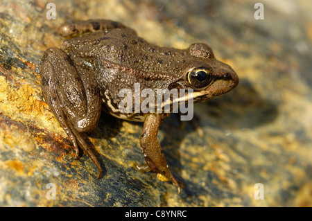 Grasfrosch (Rana Temporaria) Stockfoto