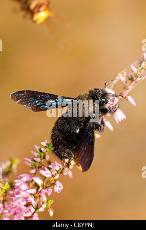 Violette Holzbiene (Xylocopa Violacea) angegriffen durch eine europäische Hornisse (Vespa Crabro) Stockfoto