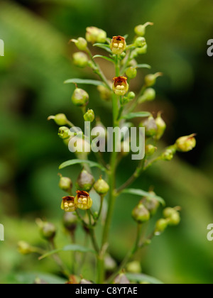 Wasser Braunwurz, Scrophularia auriculata Stockfoto