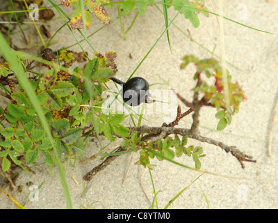 Burnet Rose, Rosa La, Obst Stockfoto