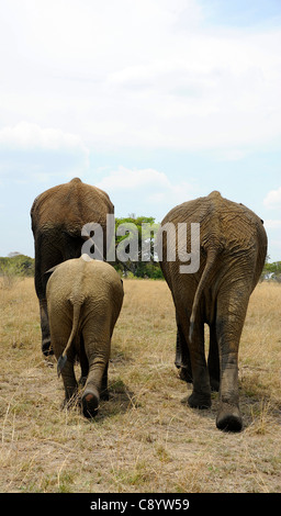 Afrikanische Elefanten genießen die Freiheit der Imire Safari Ranch in Marondera, Simbabwe. Stockfoto