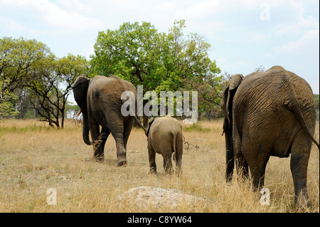 Afrikanische Elefanten genießen die Freiheit der Imire Safari Ranch in Marondera, Simbabwe. Stockfoto