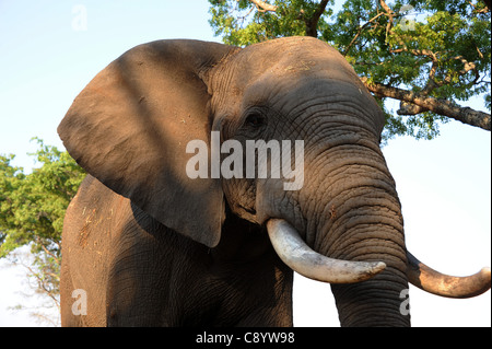 Afrikanische Elefanten genießen die Freiheit der Imire Safari Ranch in Marondera, Simbabwe. Stockfoto