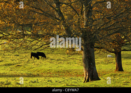 Die ersten Sonnenstrahlen treffen das bunte Herbstlaub Arncliffe in Littondale, Yorkshire Stockfoto