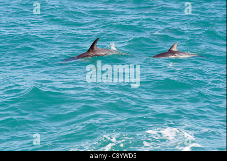 Dusky Delphine im Meer rund um Kaikoura, Neuseeland Stockfoto