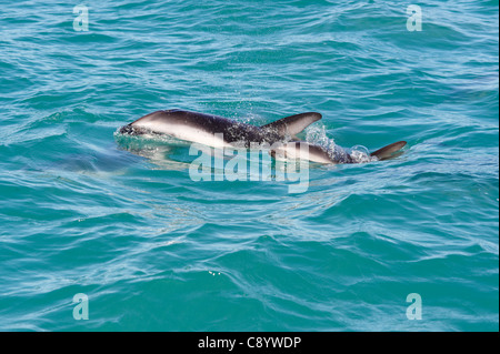 Dusky Delphine im Meer rund um Kaikoura, Neuseeland Stockfoto