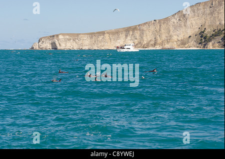 Dusky Delphine im Meer rund um Kaikoura, Neuseeland Stockfoto