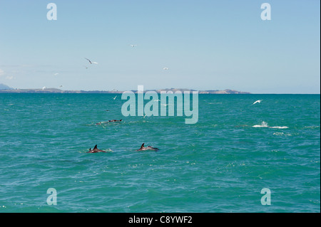 Dusky Delphine im Meer rund um Kaikoura, Neuseeland Stockfoto