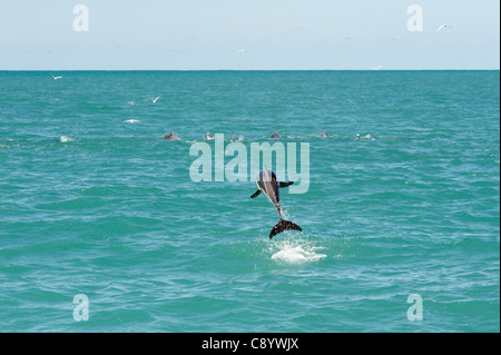 Dusky Delphine im Meer rund um Kaikoura, Neuseeland Stockfoto