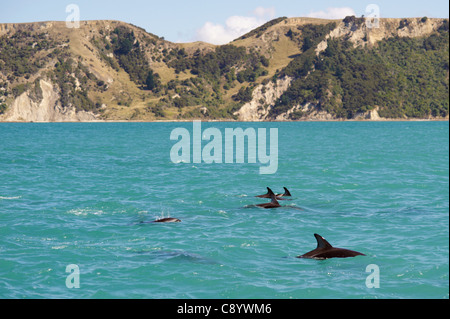 Dusky Delphine im Meer rund um Kaikoura, Neuseeland Stockfoto