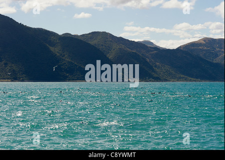 Dusky Delphine im Meer rund um Kaikoura, Neuseeland Stockfoto