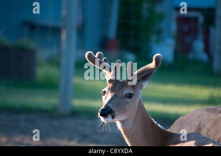 junger Bock aus samt. Hintergrundbeleuchtung Stockfoto