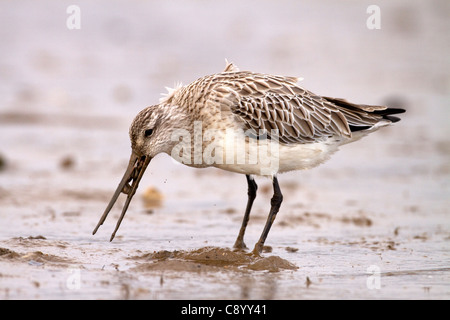 Bar-tailed Uferschnepfe, Limosa Lapponica Fütterung im Schlamm, wie die Flut ausgeht Stockfoto