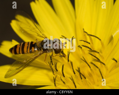 Howerfly, Episyrphus Balteatus, Essen und Pollen in eine gelbe Blume. Stockfoto