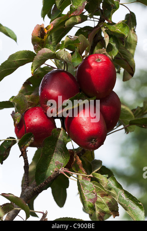 Eine Reihe von reifen roten Äpfel in einem Apfelbaum in einem Oxfordshire Garten England Vereinigtes Königreich UK Stockfoto