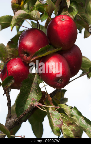 Eine Reihe von reifen roten Äpfel in einem Apfelbaum in einem Oxfordshire Garten England Vereinigtes Königreich UK Stockfoto
