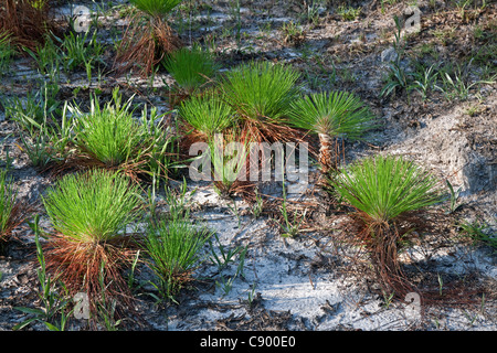 Longleaf Kiefer Pinus Palustris Setzlinge Südosten der USA Stockfoto