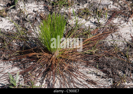 Longleaf Kiefer Pinus Palustris Bäumchen Südosten der USA Stockfoto