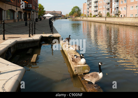 Kanadagans (Branta Canadensis) an der Leeds and Liverpool Canal bei Wigan, Greater Manchester, England, UK Stockfoto