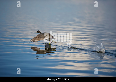 Blässhühner sind mittlere Wasservögel, die Schiene Familie Rallidae angehören. Stockfoto