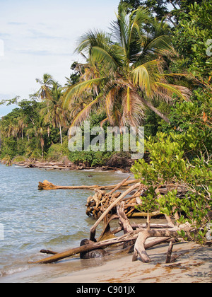 Wilde Küste mit Kokosnüssen Bäume und Stämme am Strand, Nationalpark Cahuita, Karibik, Costa Rica Stockfoto