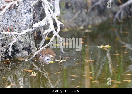 Nutrias - Fluss Ratte - Nutria (Biber brummeln) Jungen schwimmen Stockfoto