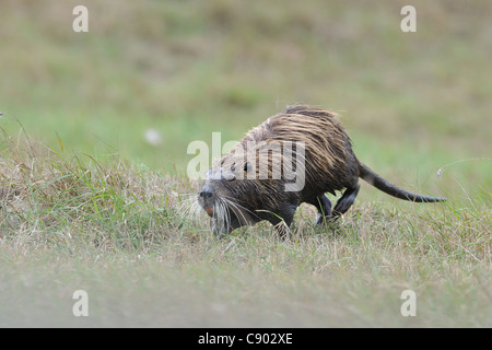 Nutrias - Fluss Ratte - Nutria (Biber brummeln) Erwachsenen zu Fuß auf der Wiese Stockfoto