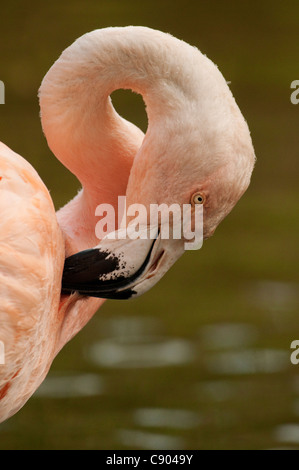 Chilenische Flamingo (Phoenicopterus Chilensis) putzen Stockfoto