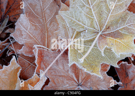 Ahornblätter in den Farben der Spätherbst mit Raureif bedeckt. Stockfoto