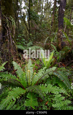 Farn im Wald, Westland-Nationalpark, Südinsel, Neuseeland Stockfoto