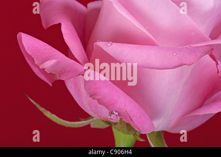 Eine wunderschöne Rose mit großen Tropfen Wasser auf die Burgunder Hintergrund. Stockfoto