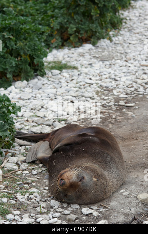 New Zealand Seebär (Arctocephalus Forsteri) schlafend in der Bucht, Half Moon Bay, Kaikoura, Südinsel, Neuseeland Stockfoto