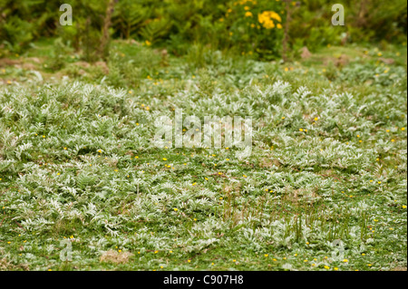 Silverweed, Potentilla heisses Stockfoto